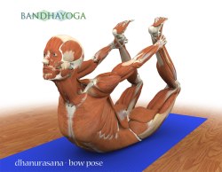 III Workshop Intensivo de Anatomia e Biomecânica no Yoga