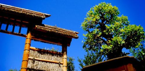 Portugal: Inauguração do MBA - Museu do Bonsai e da Árvore em Sintra 